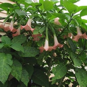 Meet your Posher, Ruth